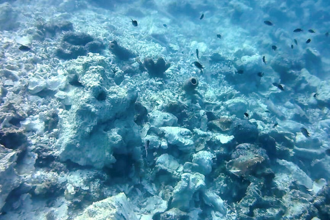       Knops laments Curaçao  coral reef destruction   