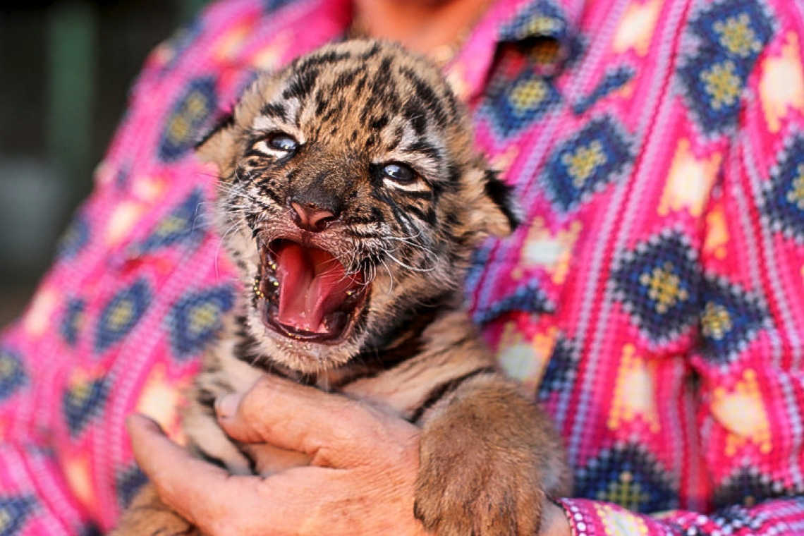 Birth of baby tiger 'Covid'  brings hope to Mexican zoo