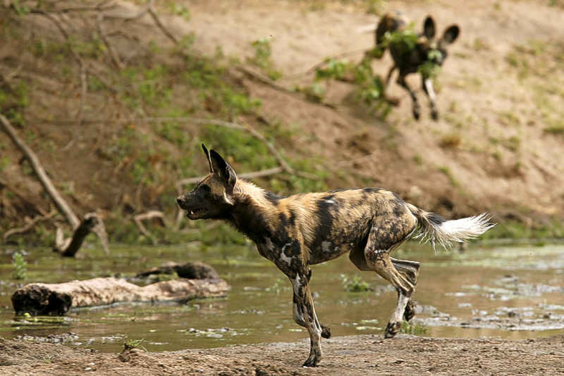 Unique anatomy helps the African  wild dog sustain its life on the run