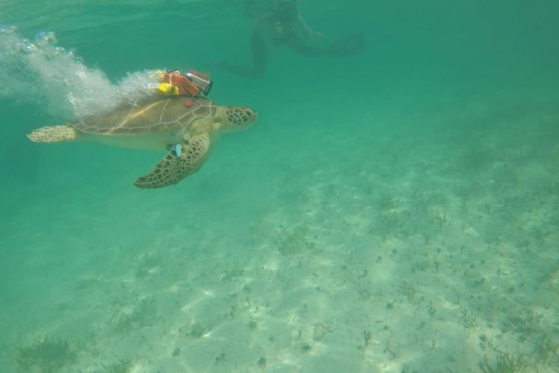    Caught on film! TurtleCams show how  tourists feed (and influence) turtles