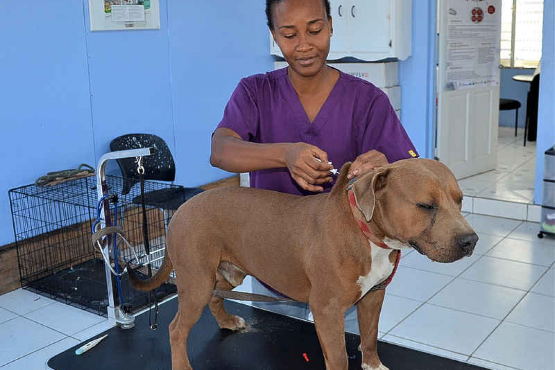 Statia Veterinary Services  continues to microchip dogs