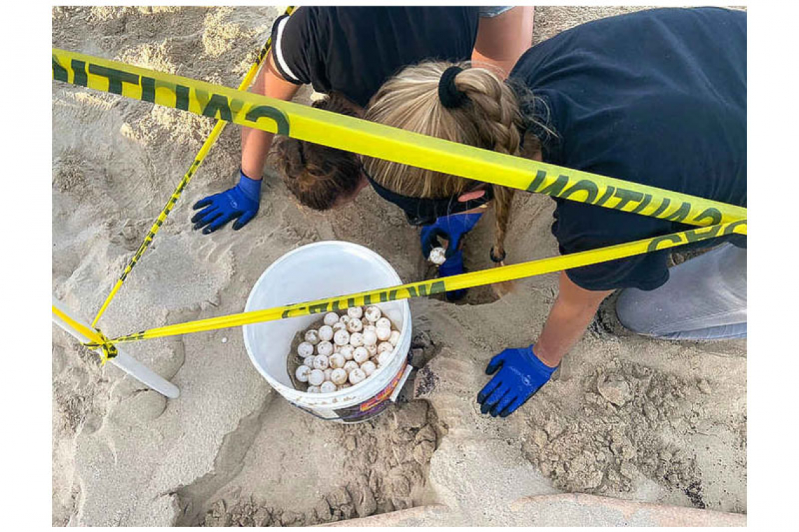 Sea turtle nesting requires  caution from beachgoers