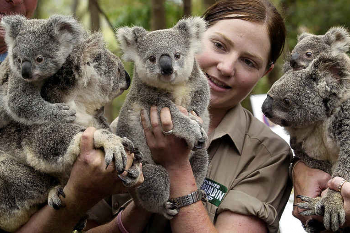 Australia lists koalas as endangered in two states