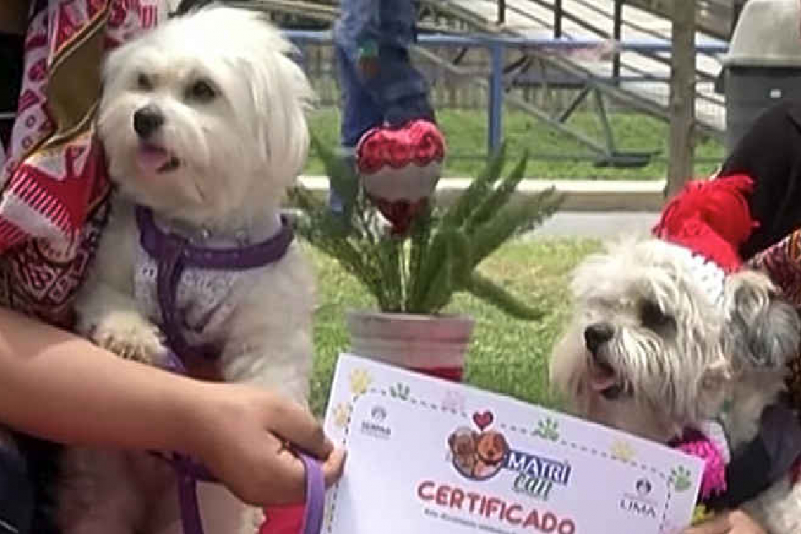 In Peru, dogs 'marry' on Valentine's Day - and dress up for the occasion