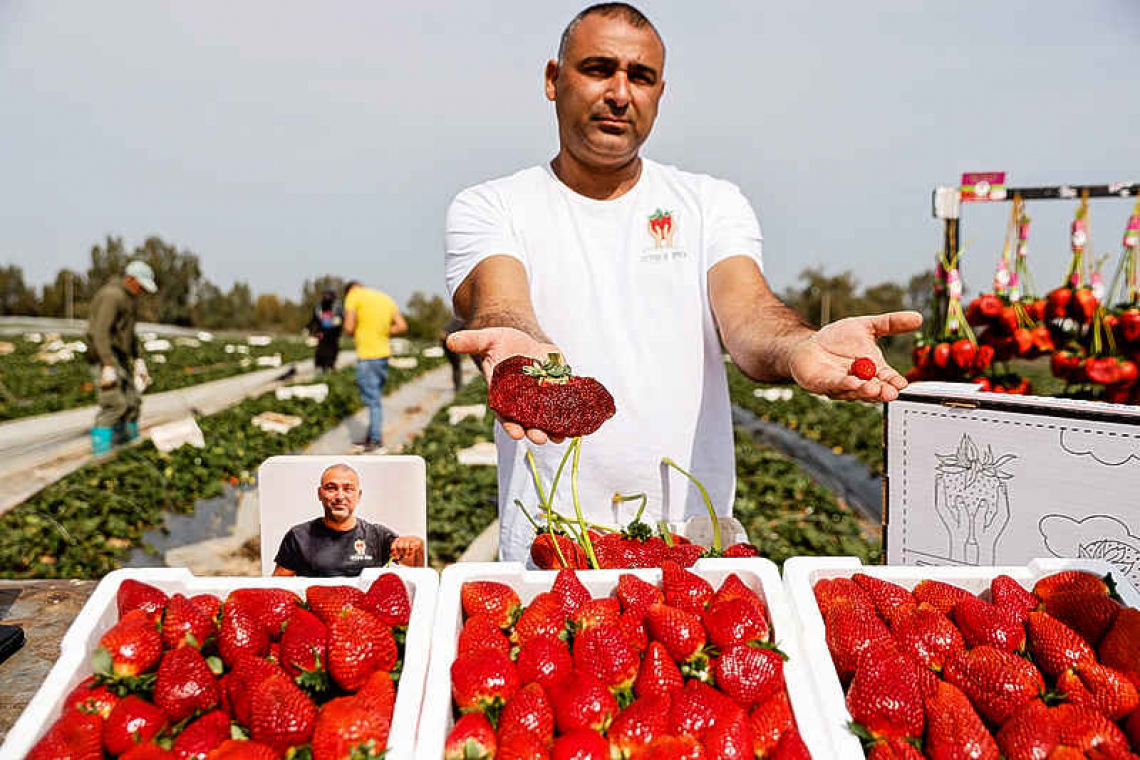    Giant strawberry earns Israeli farmer a Guinness World Record