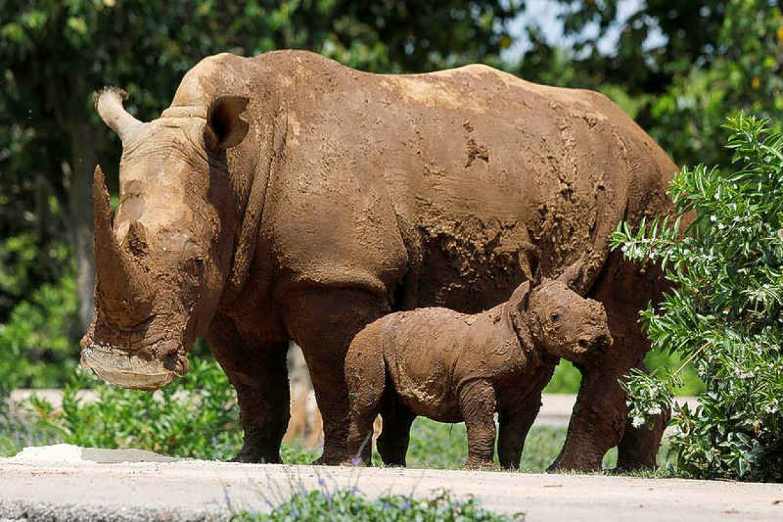    Cuba zookeepers celebrate birth of rare baby white rhino