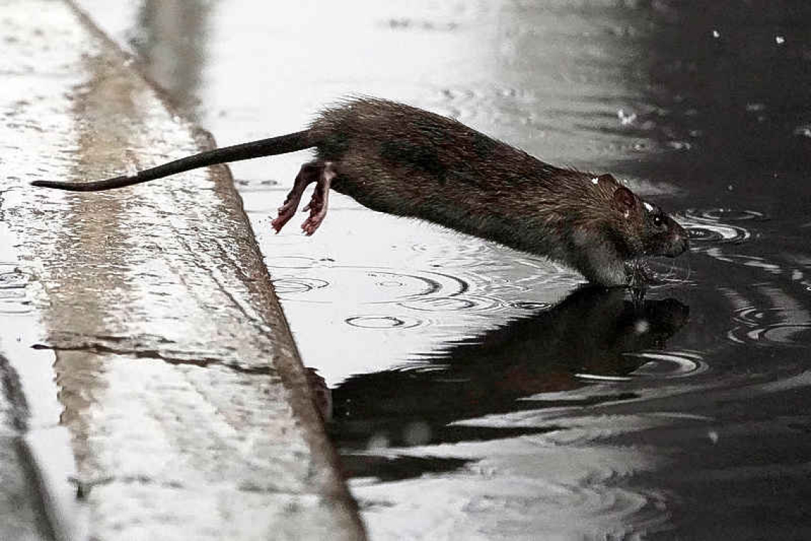 New York City hires first ever 'rat czar'