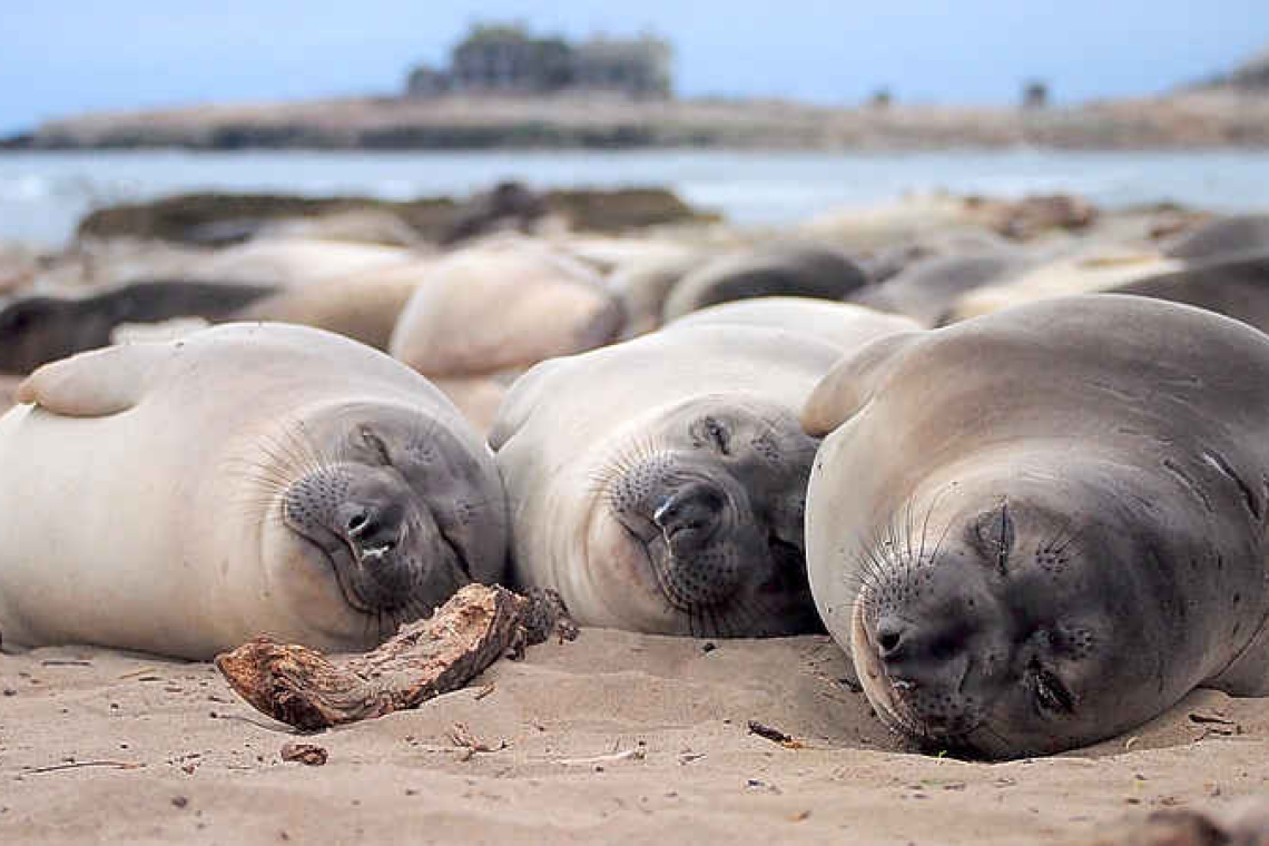 You think you need more sleep? Tell that to an elephant seal 