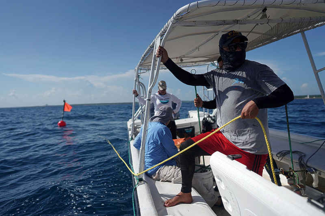    Cuban scientists hunt for clues to save  coral reefs as ocean temperatures soar