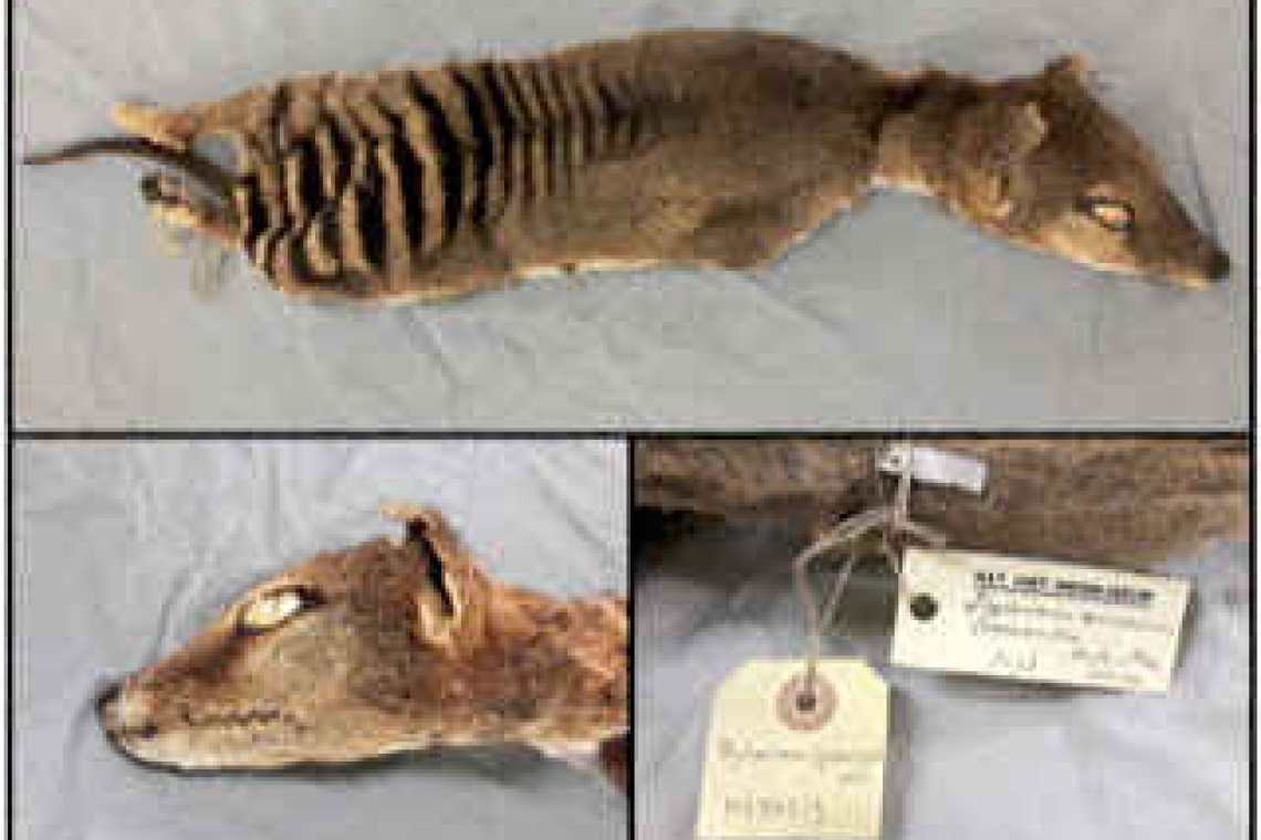  In a first, RNA is recovered from extinct Tasmanian tiger 