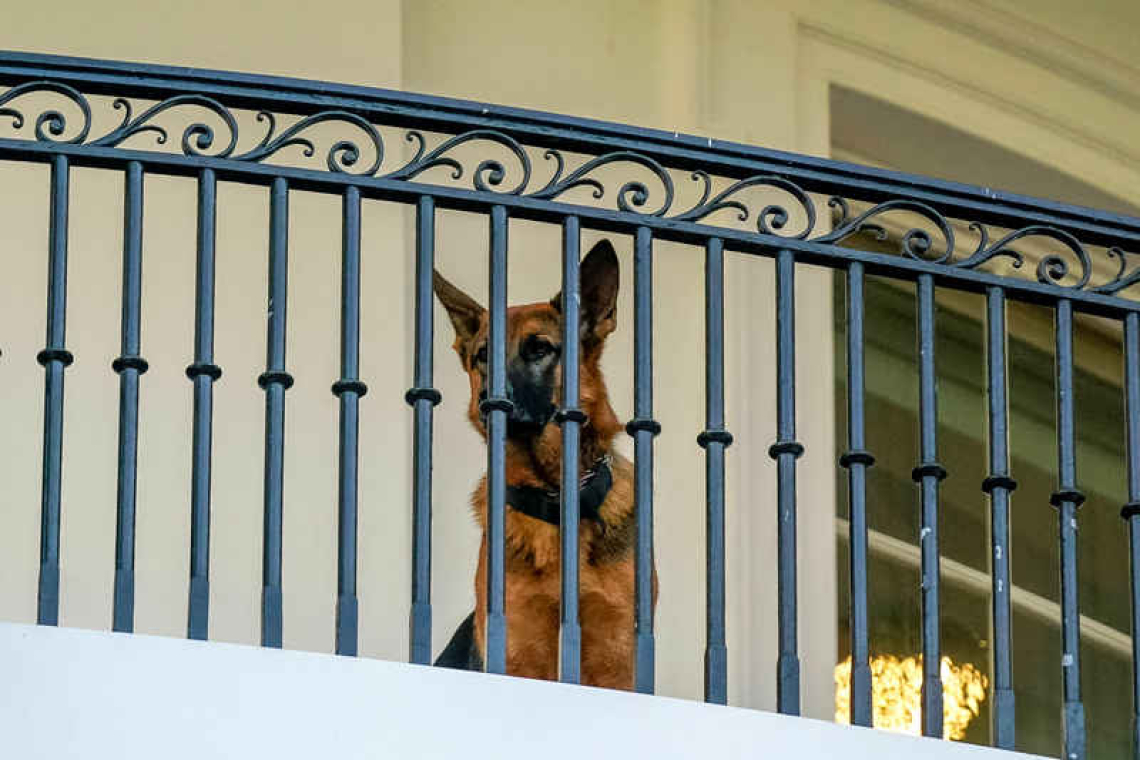 Biden dog Commander ousted from White House after biting reports 