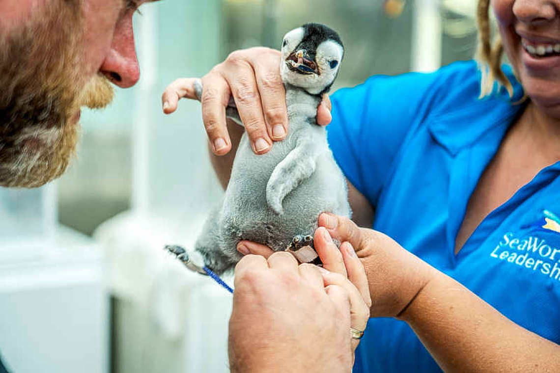 In a rarity, emperor penguin chick hatches at Sea World San Diego
