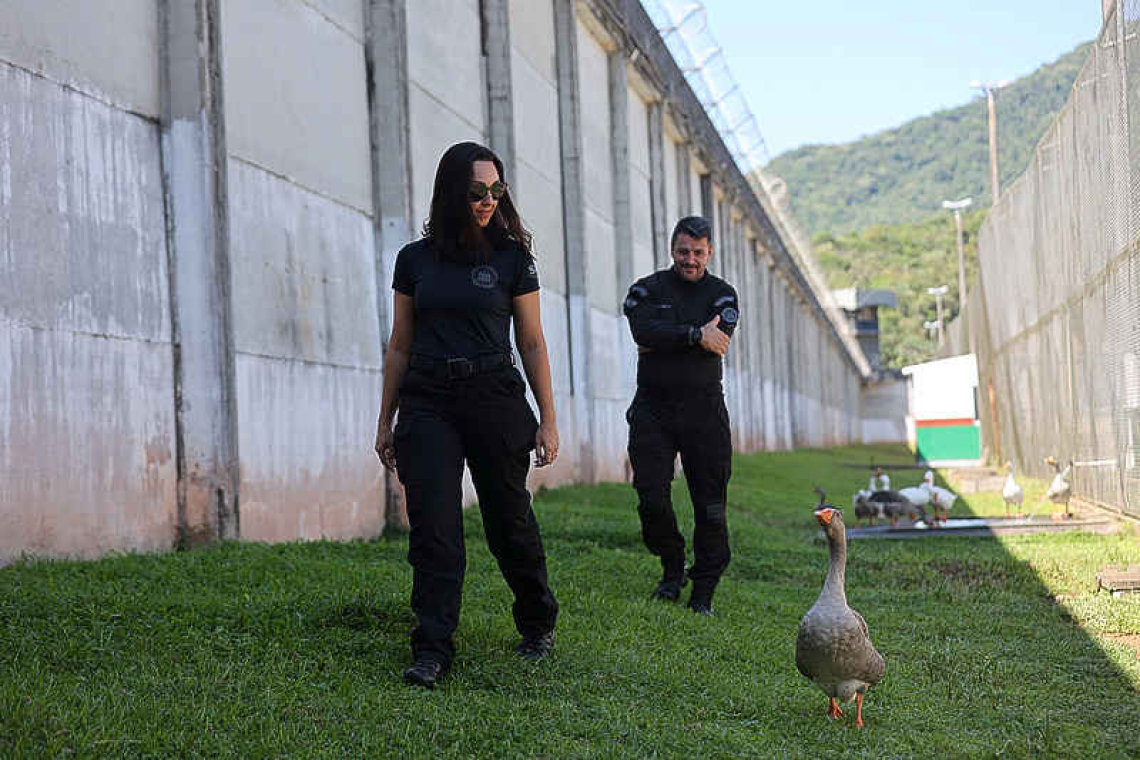 'Geese agents' honk in case of prison break 