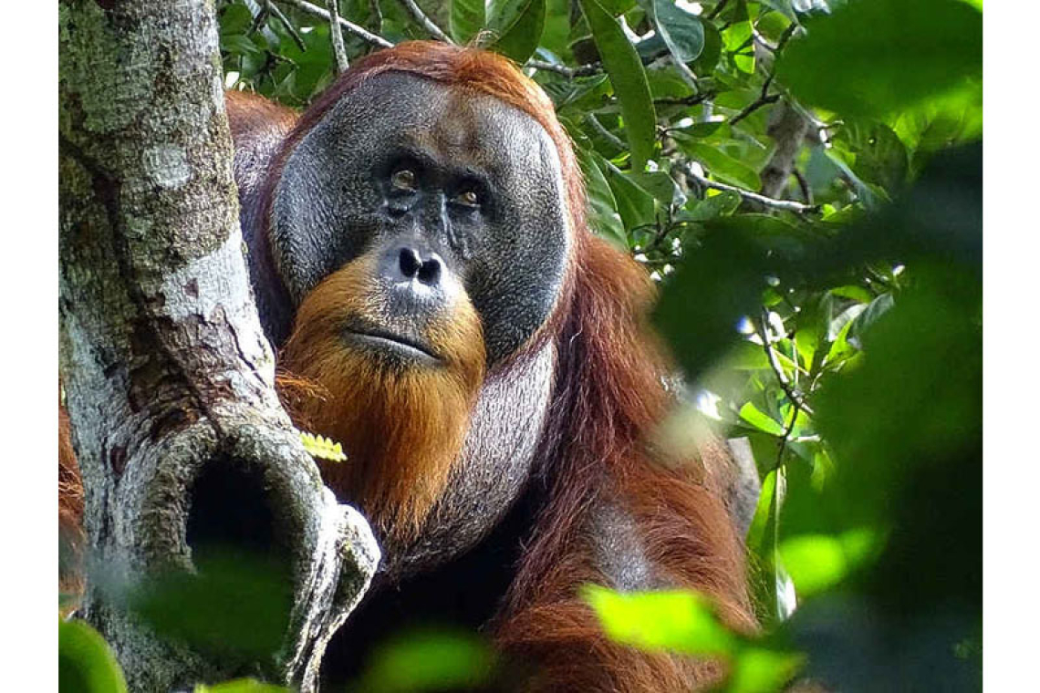 Orangutan's use of medicinal plant to treat wound intrigues scientists