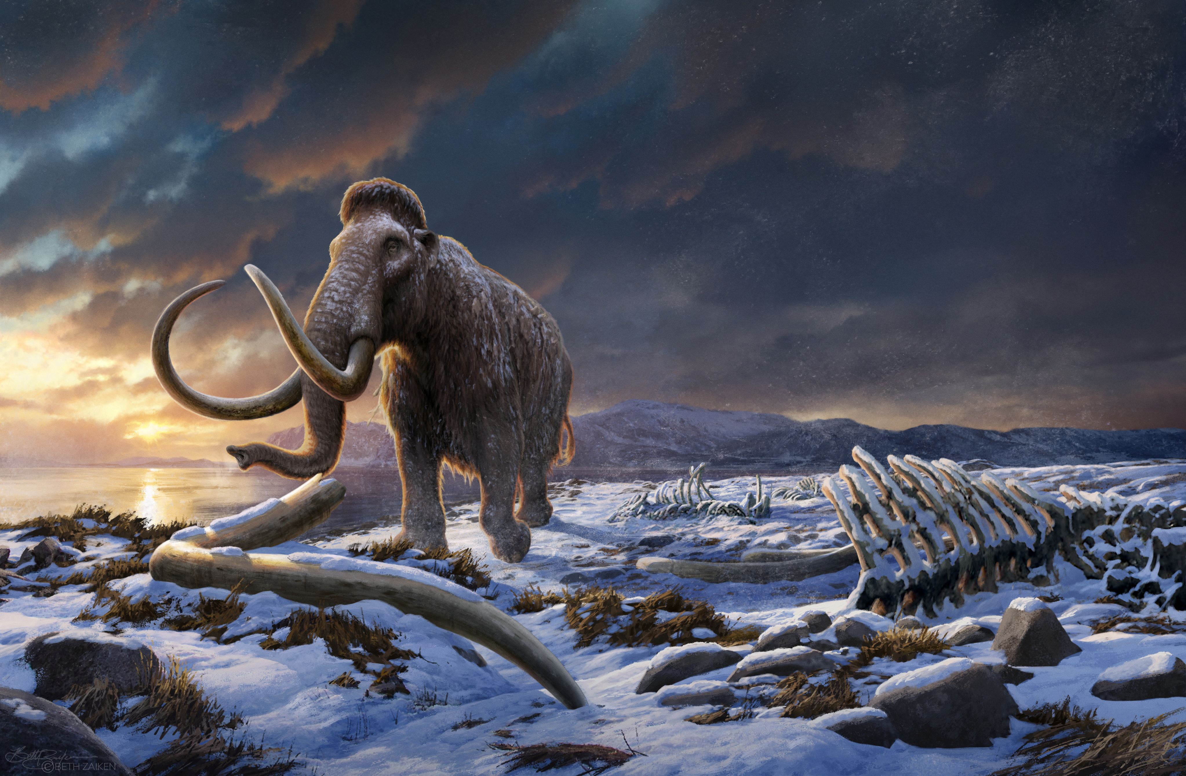 New genome study deepens mystery of what doomed Earth's last mammoths 