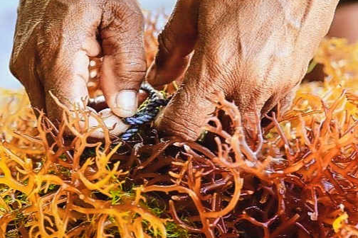 Thirst-quenching sea moss