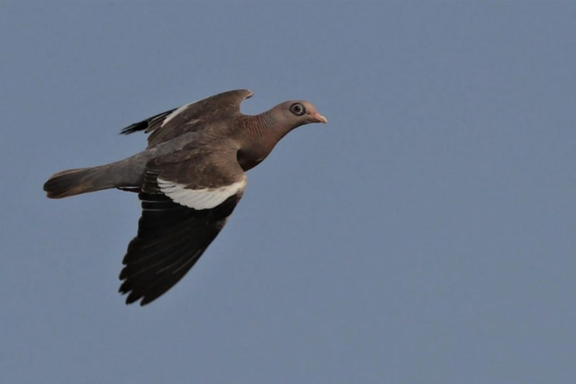 Bare-eyed pigeon identified as invasive  and threat to biodiversity on St. Maarten