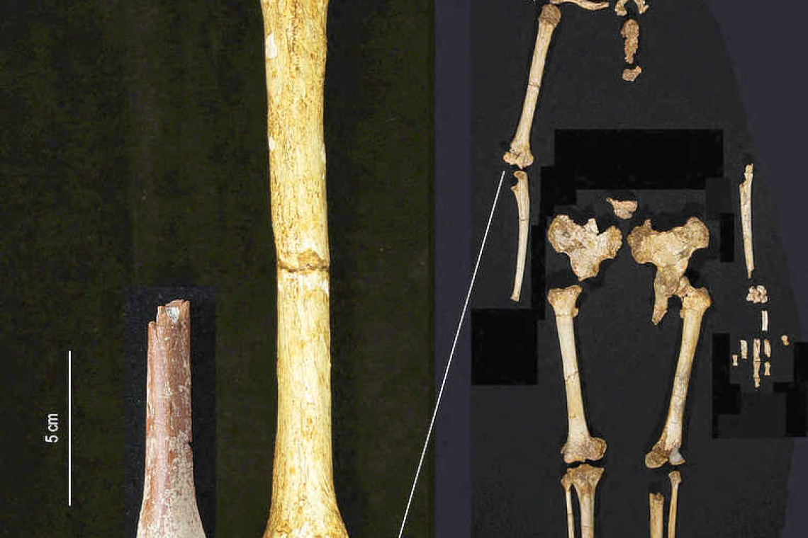 Tiny arm bone unlocks mystery of  Indonesia's extinct 'Hobbit' people