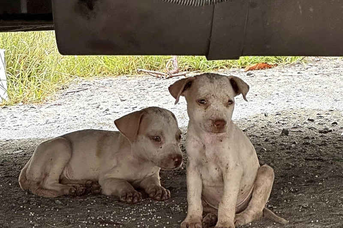 $25 Spay/Neuter Campaign aims to curb rising stray animal crisis