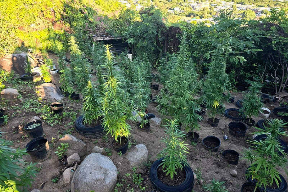 Hundreds of marijuana plants  seized from Dutch Quarter lot