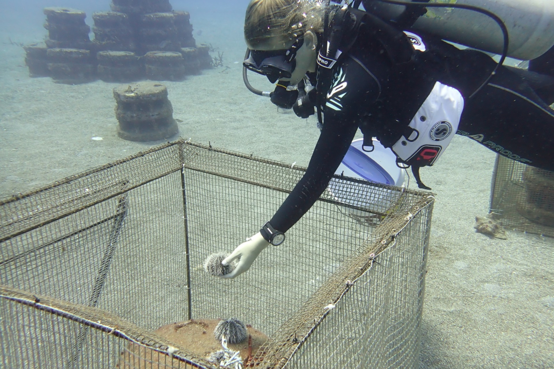 Saba’s plan for a coral comeback