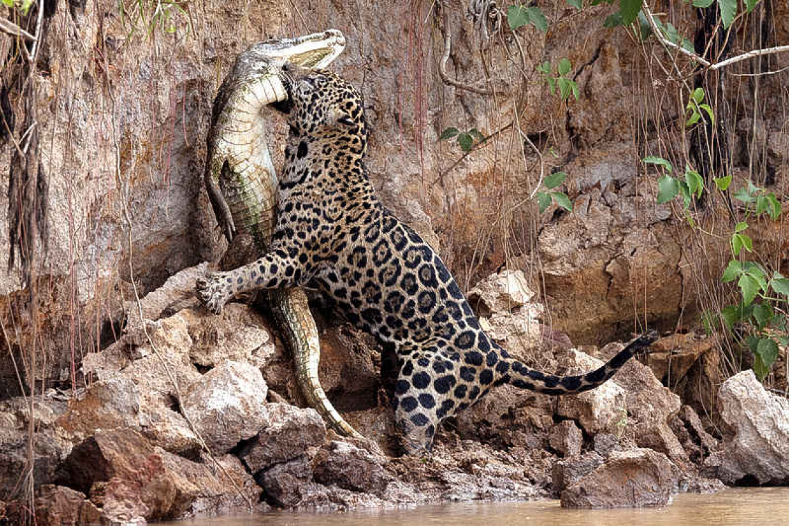 Caiman-eating jaguars survive  fires in Brazil's Pantanal wetlands