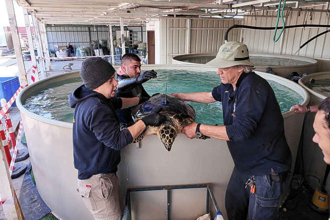 Israeli conservationists release endangered hawksbill turtles into the Red Sea