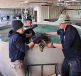 Israeli conservationists release endangered hawksbill turtles into the Red Sea