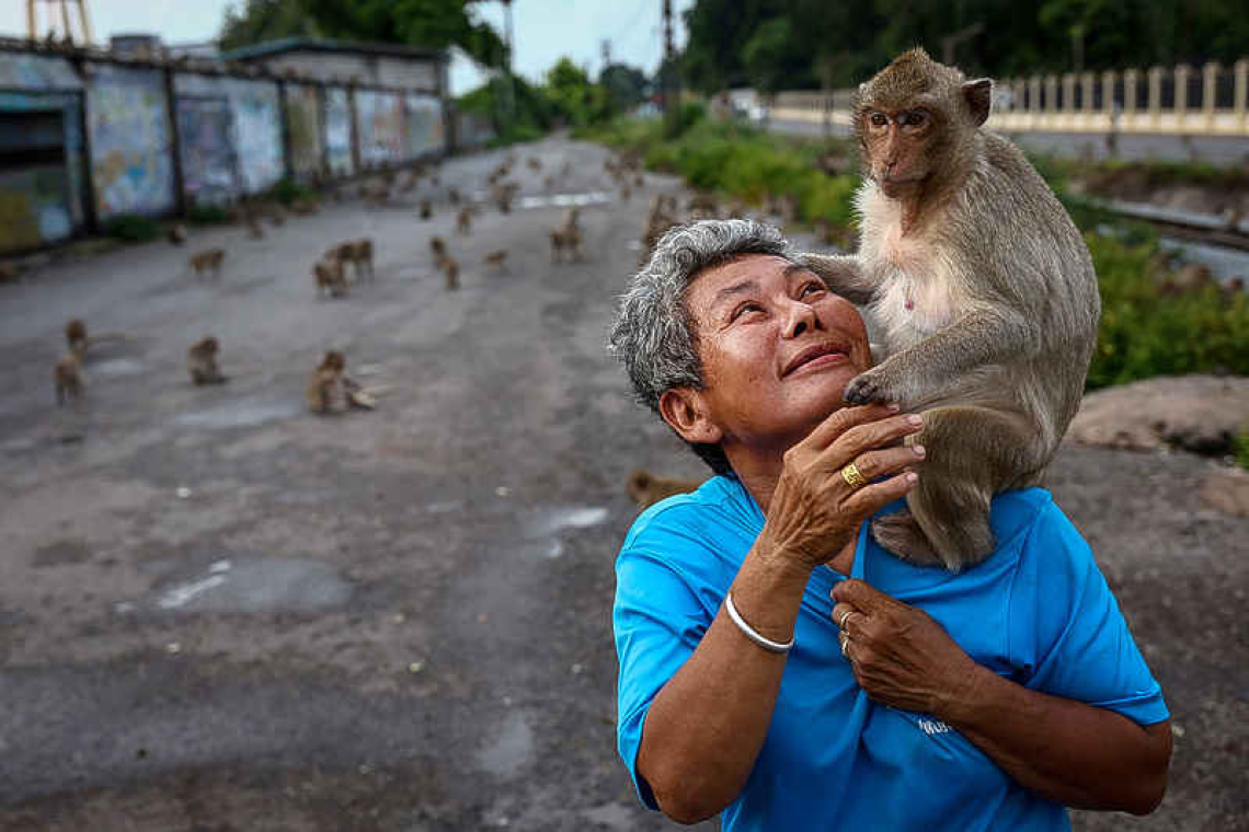 No more monkey mania in Thai town after clamp down