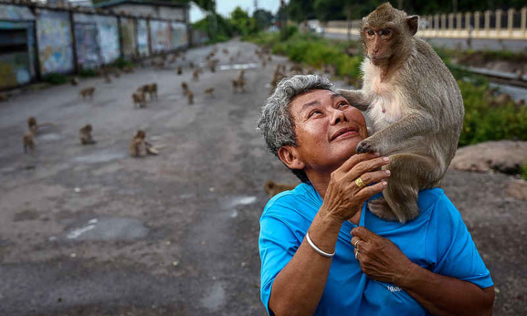 No more monkey mania in Thai town after clamp down