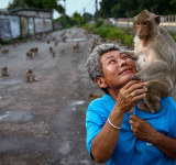 No more monkey mania in Thai town after clamp down