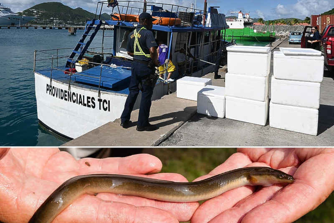 66,000 endangered eels confiscated  in Great Bay from wildlife smugglers