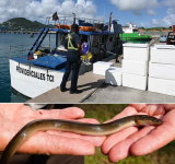 66,000 endangered eels confiscated  in Great Bay from wildlife smugglers