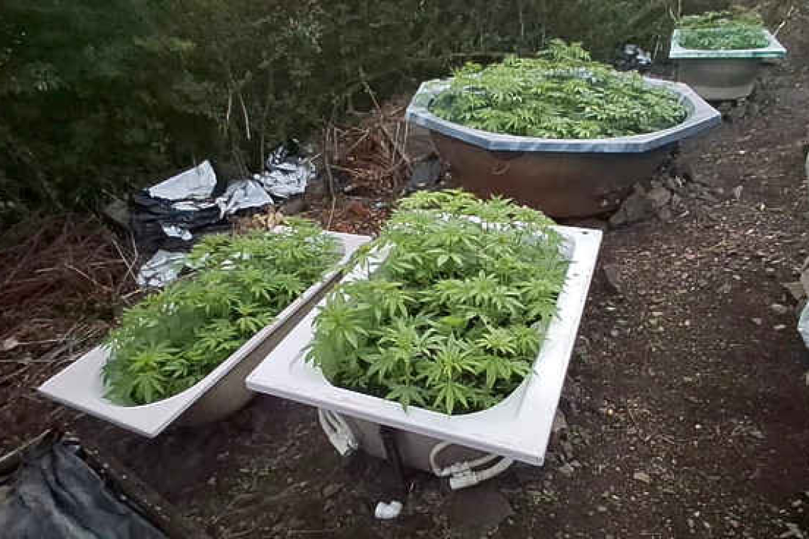 Police dismantle marijuana  plantation in Cul-de-Sac hills