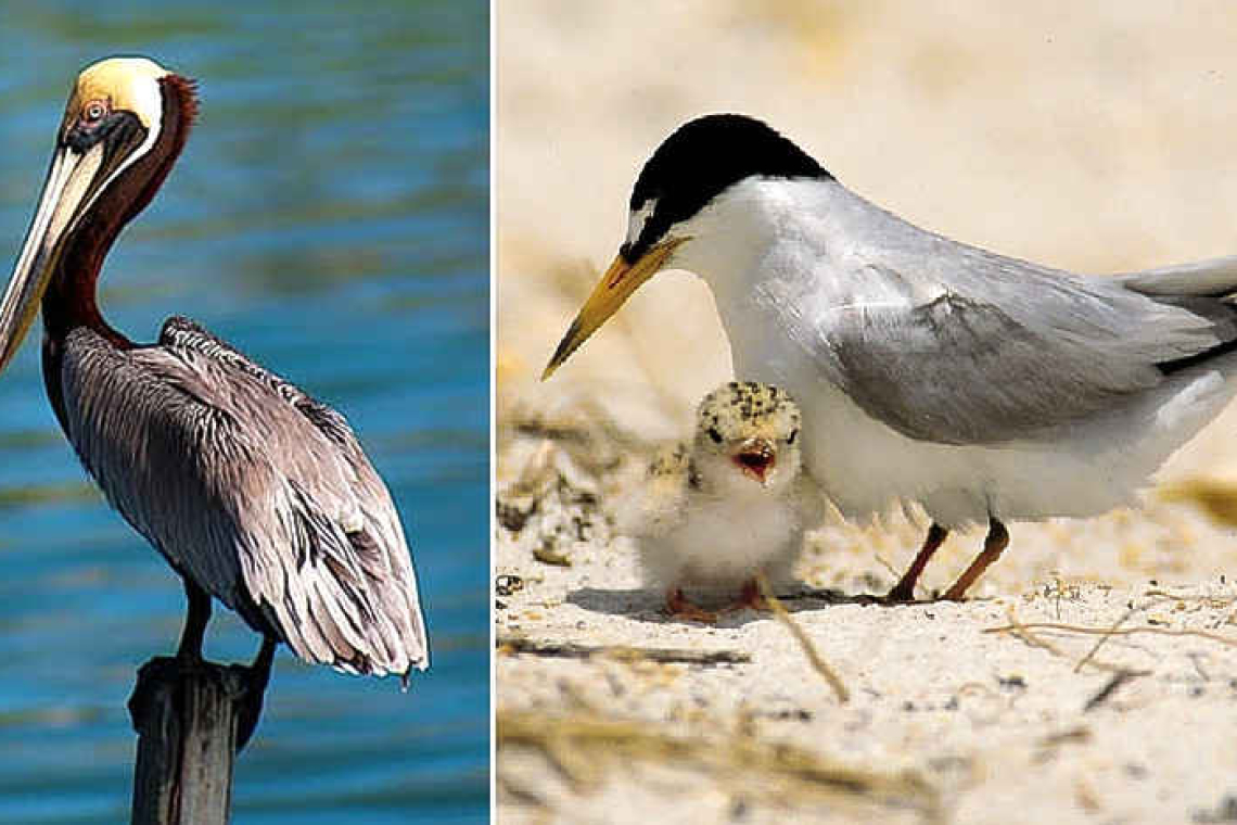 New initiative to restore habitats  of brown pelicans and least terns