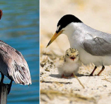 New initiative to restore habitats  of brown pelicans and least terns